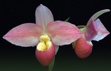 Healing Orchids Essences logo